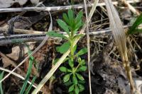 Galium aparine