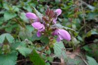 Lamium maculatum