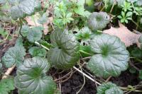 Glechoma hederacea