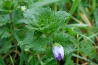 Veronica persica