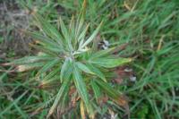 Artemisia vulgaris