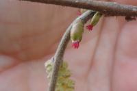 Corylus avellana