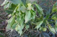 Helleborus foetidus