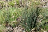 Juncus inflexus