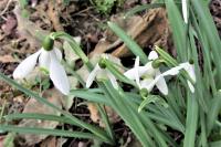 Galanthus nivalis