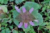 Lamium purpureum