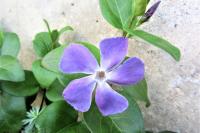 Vinca minor