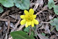 Ficaria verna