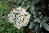 Viburnum tinus