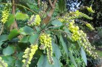 Berberis aquifolium