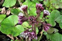 Petasites pyrenaicus