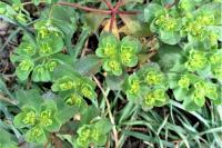 Euphorbia helioscopia