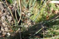 Juncus inflexus