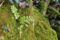 Asplenium adiantum-nigrum