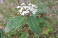 Viburnum tinus