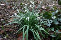 Galanthus nivalis