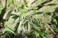 Verbascum