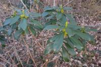 Daphne laureola
