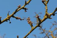 Prunus spinosa