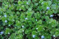 Veronica persica