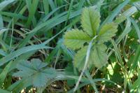 Potentilla reptans