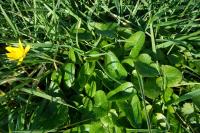 Ficaria verna