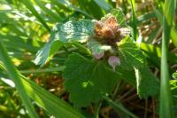 Lamium purpureum