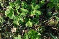 Heracleum sphondylium