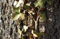 Hedera helix