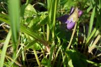 Viola odorata