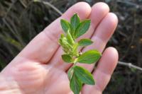 Sambucus nigra