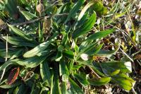 Plantago lanceolata
