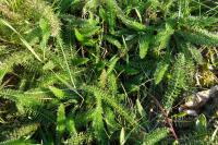 Achillea millefolium