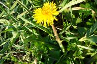 Taraxacum officinale