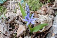 Scilla bifolia