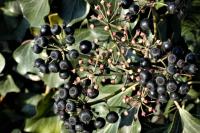 Hedera helix
