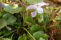 Viola