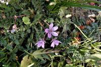 Erodium cicutarium