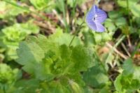 Veronica persica
