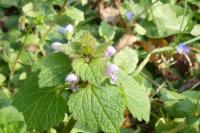 Lamium purpureum