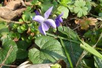 Viola