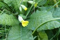 Primula veris
