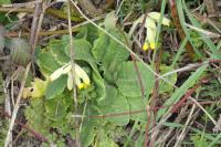Primula veris