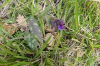 Pulmonaria longifolia