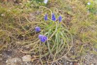 Muscari neglectum