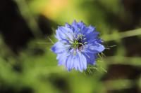 Nigella damascena