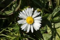 Bellis perennis