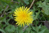 Taraxacum
