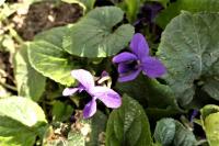 Viola