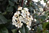 Viburnum tinus